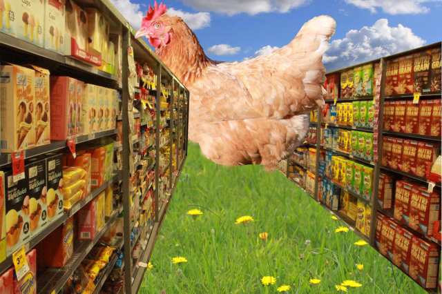 a chicken in a supermarket