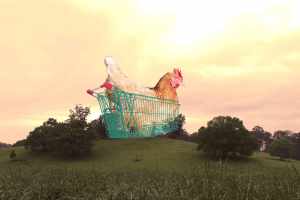 chicken in shopping trolly on hill